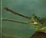 Crocodiles & Alligators </br> Item: 438292