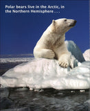 Polar Bears and Penguins </br> Item: 552188
