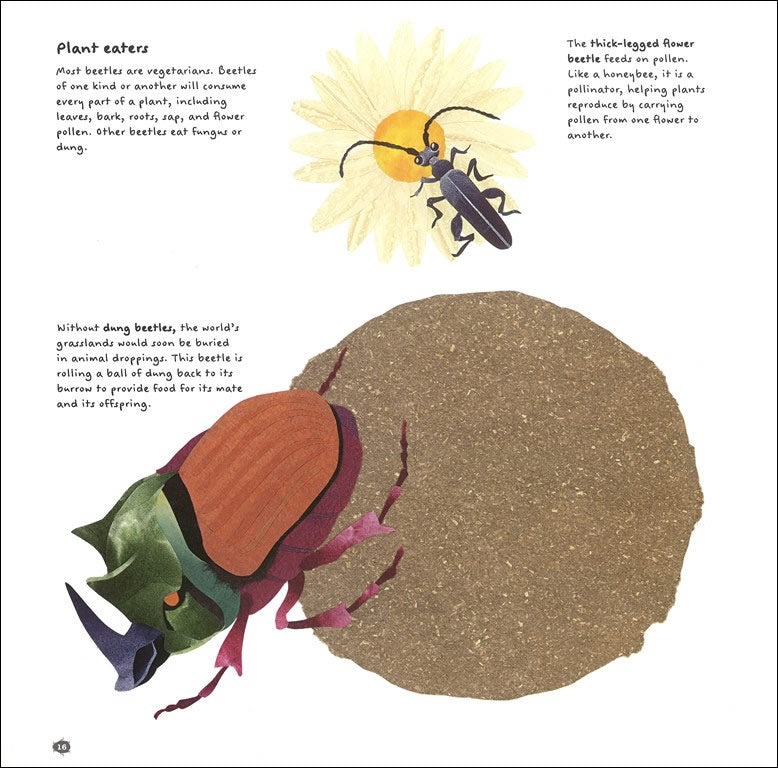 The Beetle Book – The Literacy Store