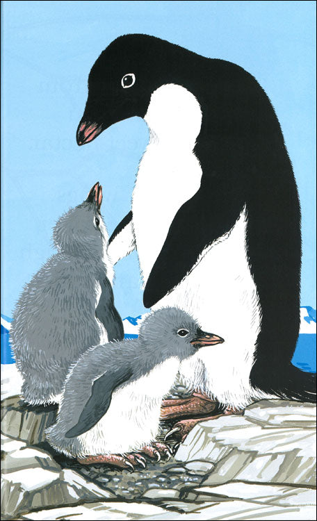 Animals Black and White – The Literacy Store